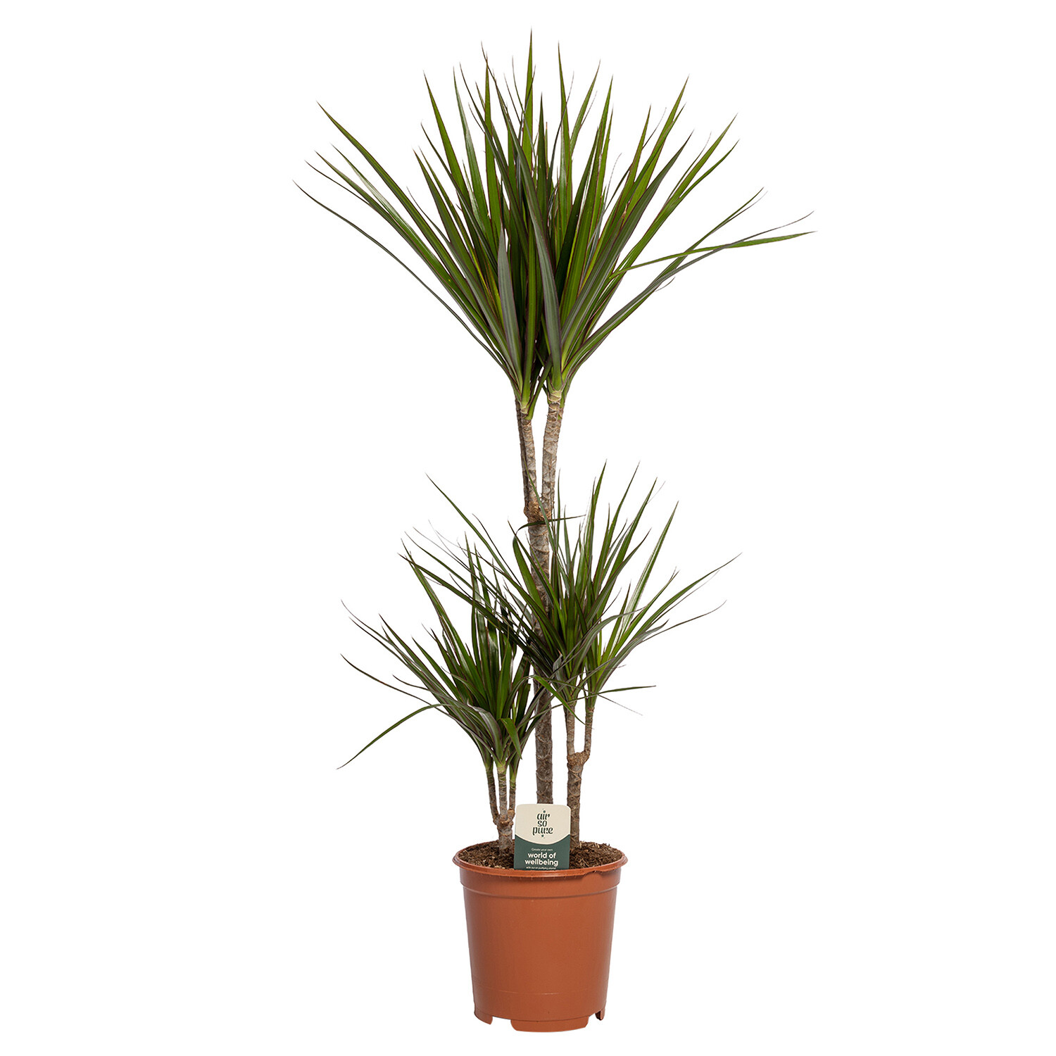 Dracaena Marginata Image