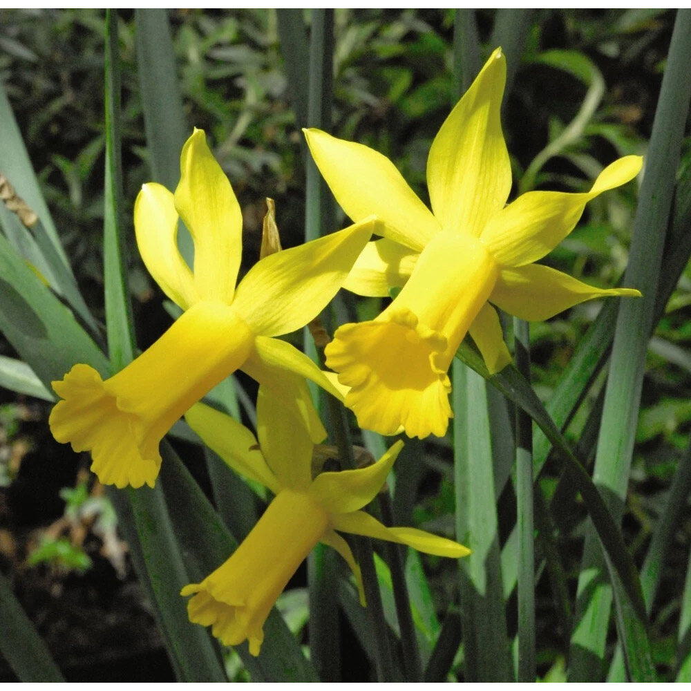 Thompson and Morgan Daffodil Peeping Tom Spring Planting Bulb 8 Pack Image 6