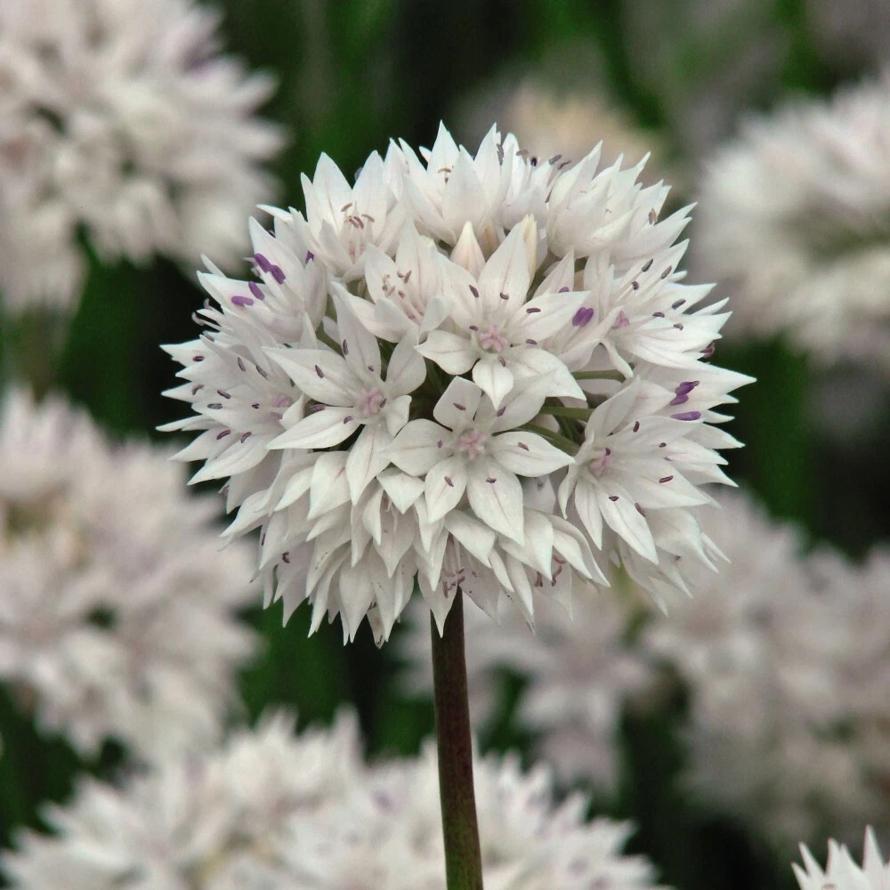 Thompson and Morgan Allium Graceful Beauty Planting Bulb 32 Pack Image 3