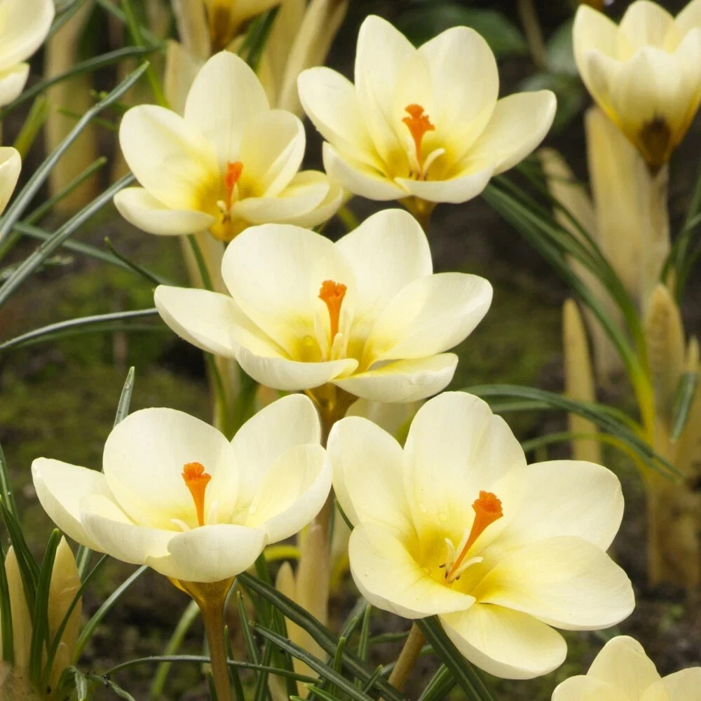 Thompson and Morgan Crocus Cream Beauty Planting Bulb 20 Pack Image 1