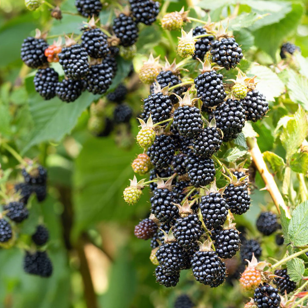 Thompson and Morgan Blackberry Rubus Reuben Plant Pot 3L Image 1