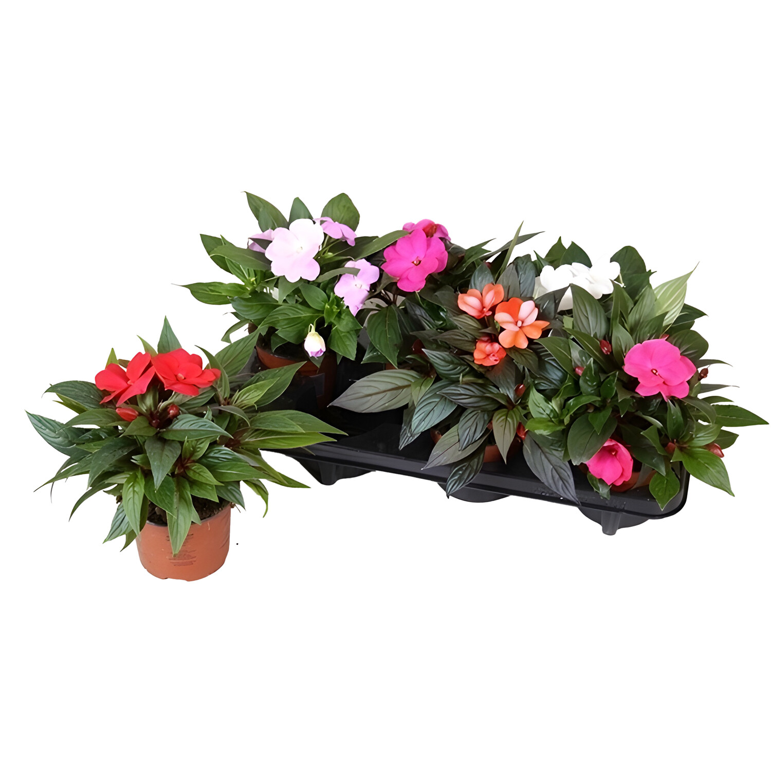 Impatiens New Guinea Image