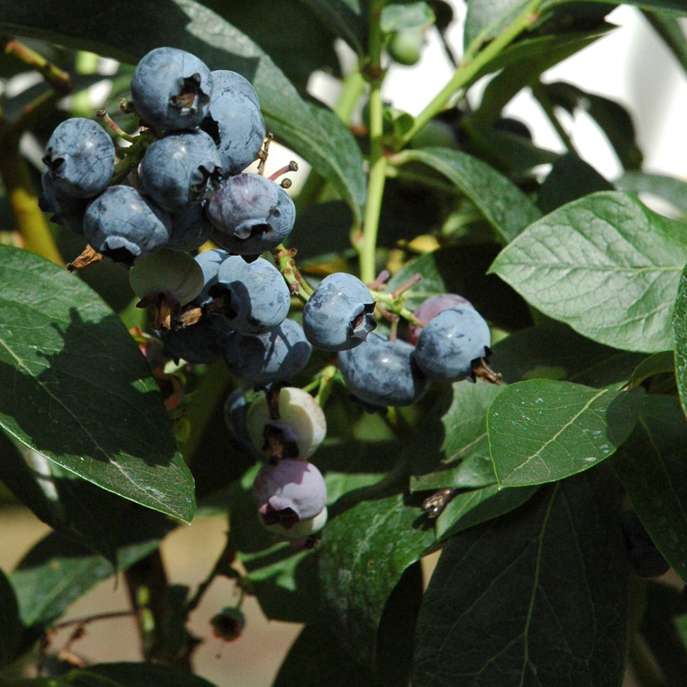 Thompson & Morgan Blueberry Vaccinium Chandler Potted Plant 1.5L Image 5