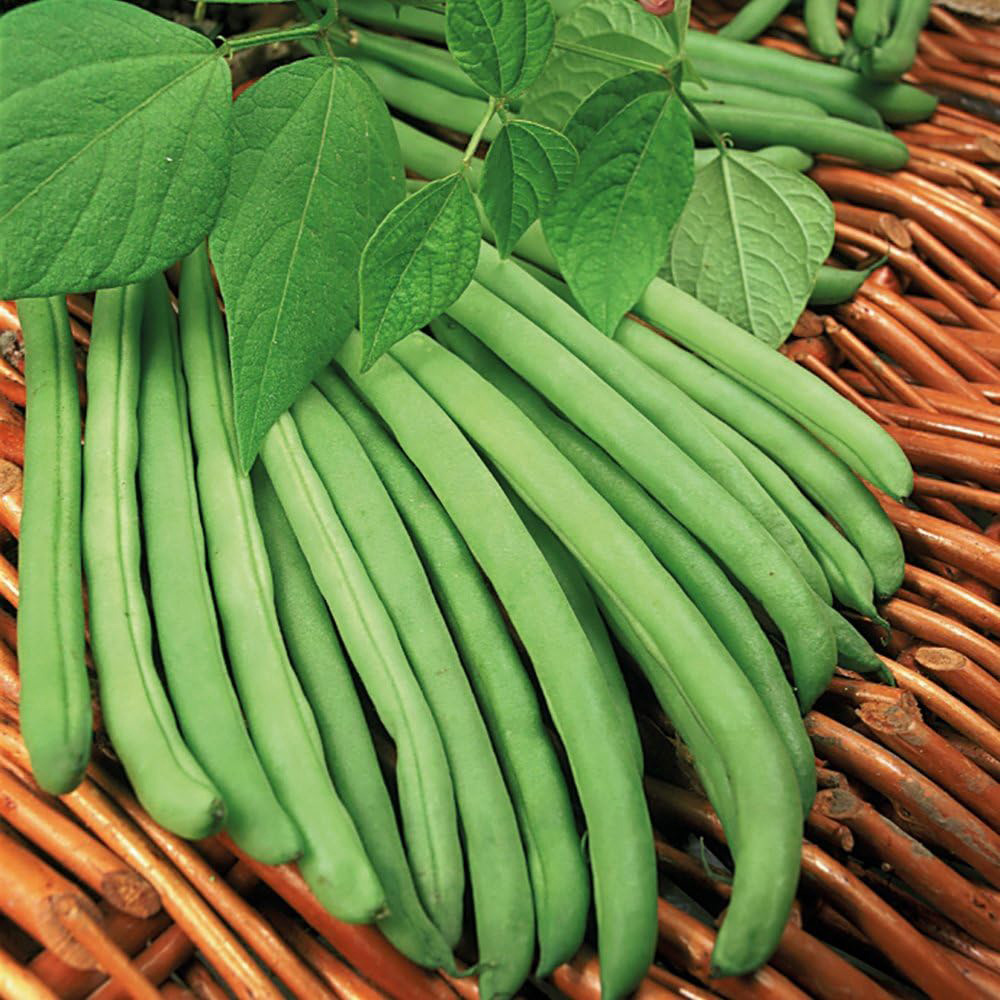 Thompson & Morgan Climbing Bean Cobra Seed Packet Image 2