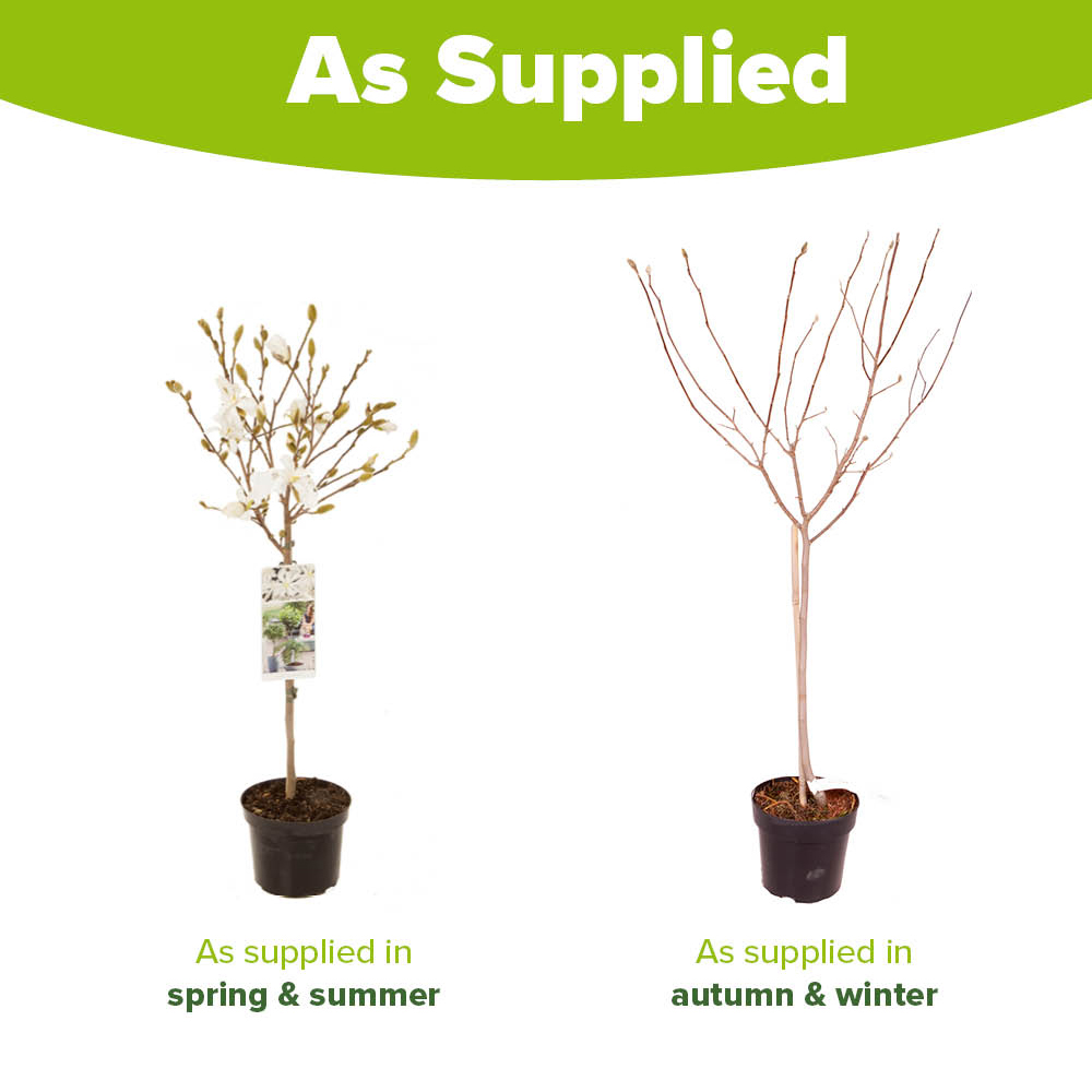 YouGarden Standard Star Magnolia Stellata Plant Pot Image 4