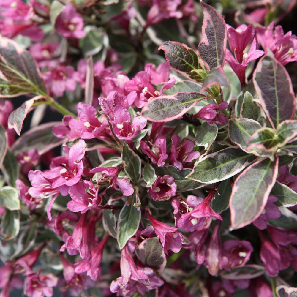 Thompson and Morgan Weigela Monet Plant Pot 3.5L Image 2