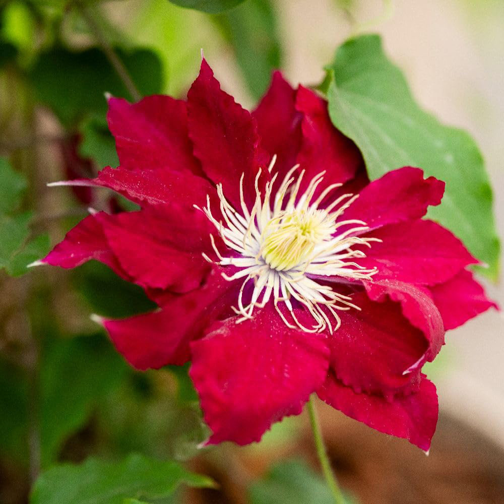 Thompson and Morgan Clematis Elpis Plant Pot 3L 2 Pack Image 1