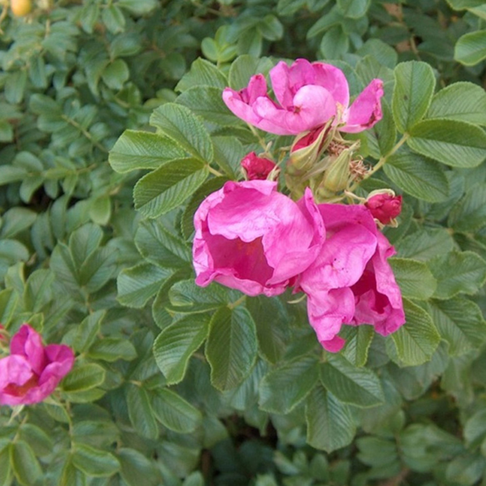 Inspirational Gifting Hedging Rose Bare Root Hedge Plant Saplings 2-3ft 5 Pack Image 1