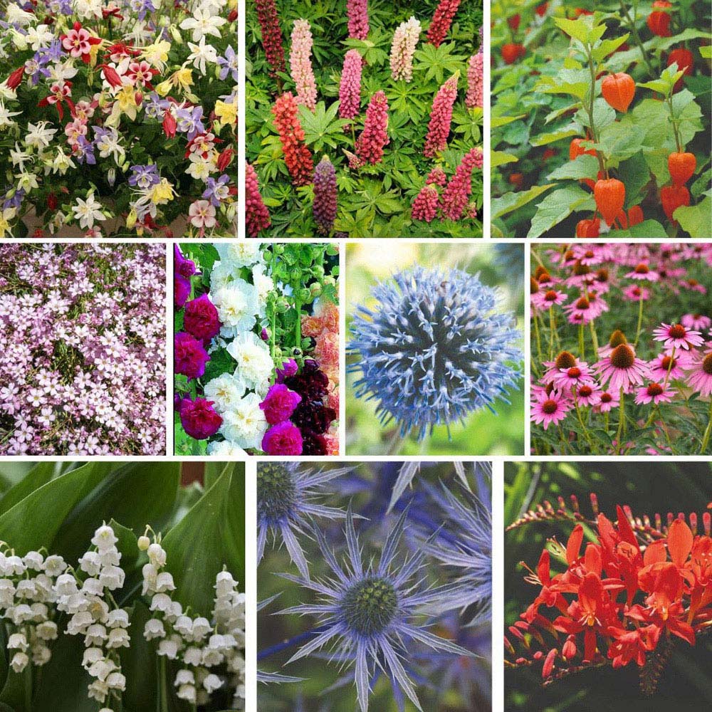 Thompson and Morgan Everlasting Perennial Collection Bare Root 60 Pack Image 1
