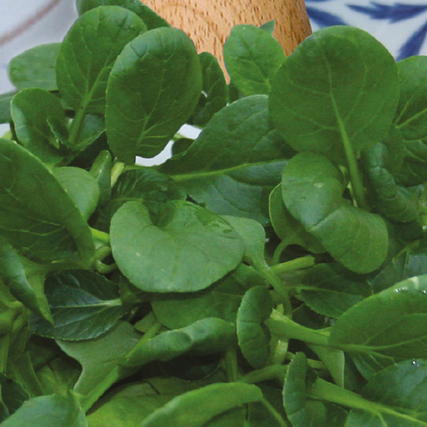 Johnsons Rozette F1 Tatsoi Pak Choi Seeds Image 1