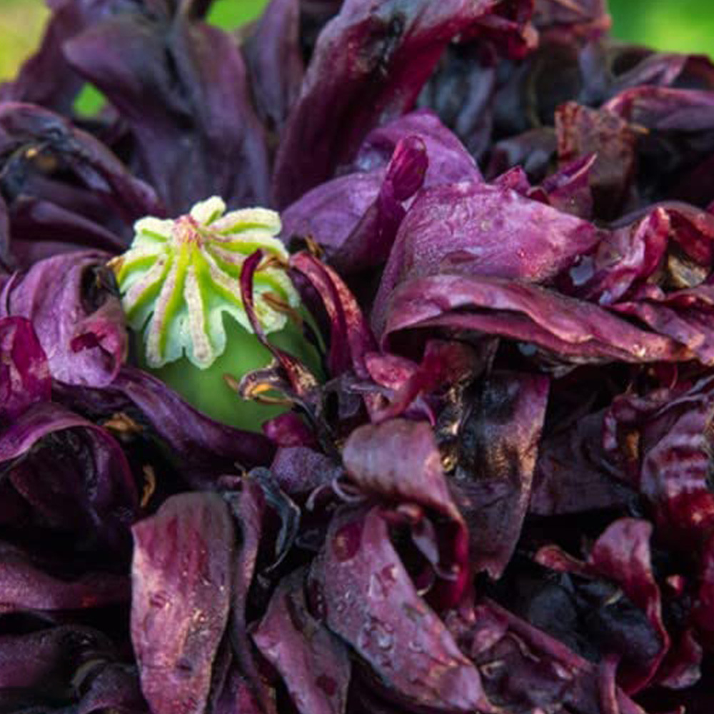 Thompson & Morgan Poppy Black Peony Seeds Image 1