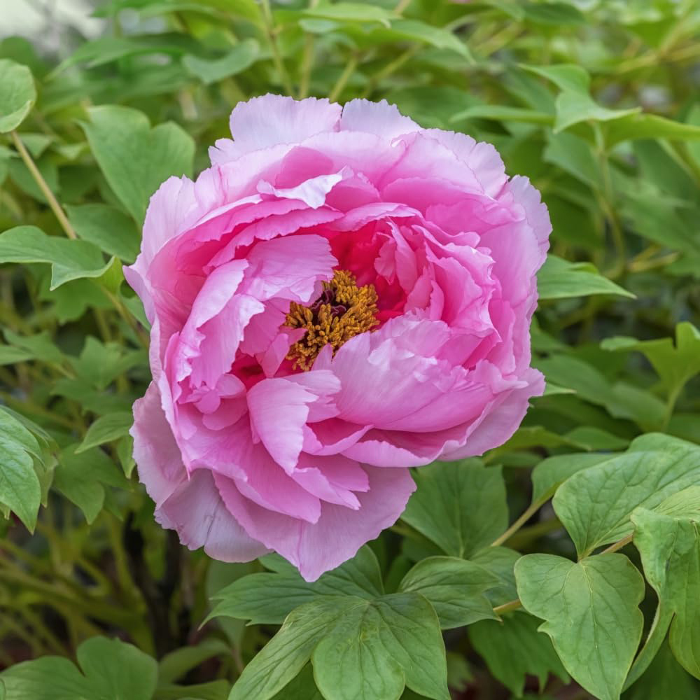 Thompson and Morgan Paeonia Tree Peony Lu He Hong Plant Pot 6L Image 2