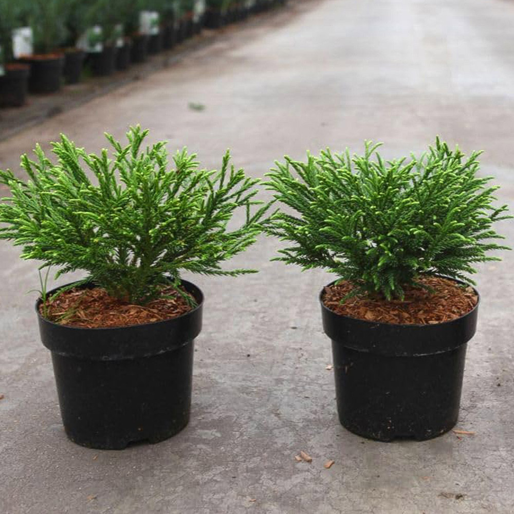Thompson and Morgan Cryptomeria Japonica Little Champion Plant Pot 7.5L Image 1