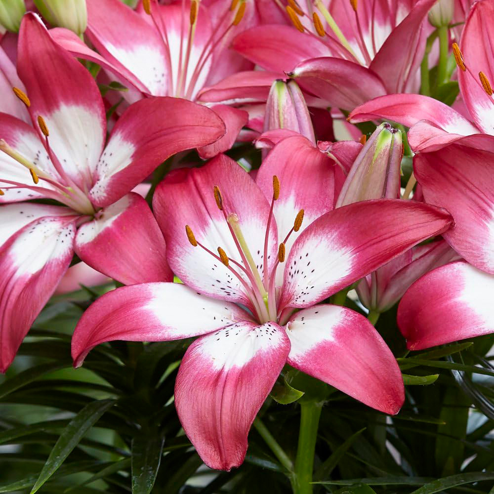 Thompson and Morgan Lily Summer Fun Collection Planting Bulb 18 Pack Image 4