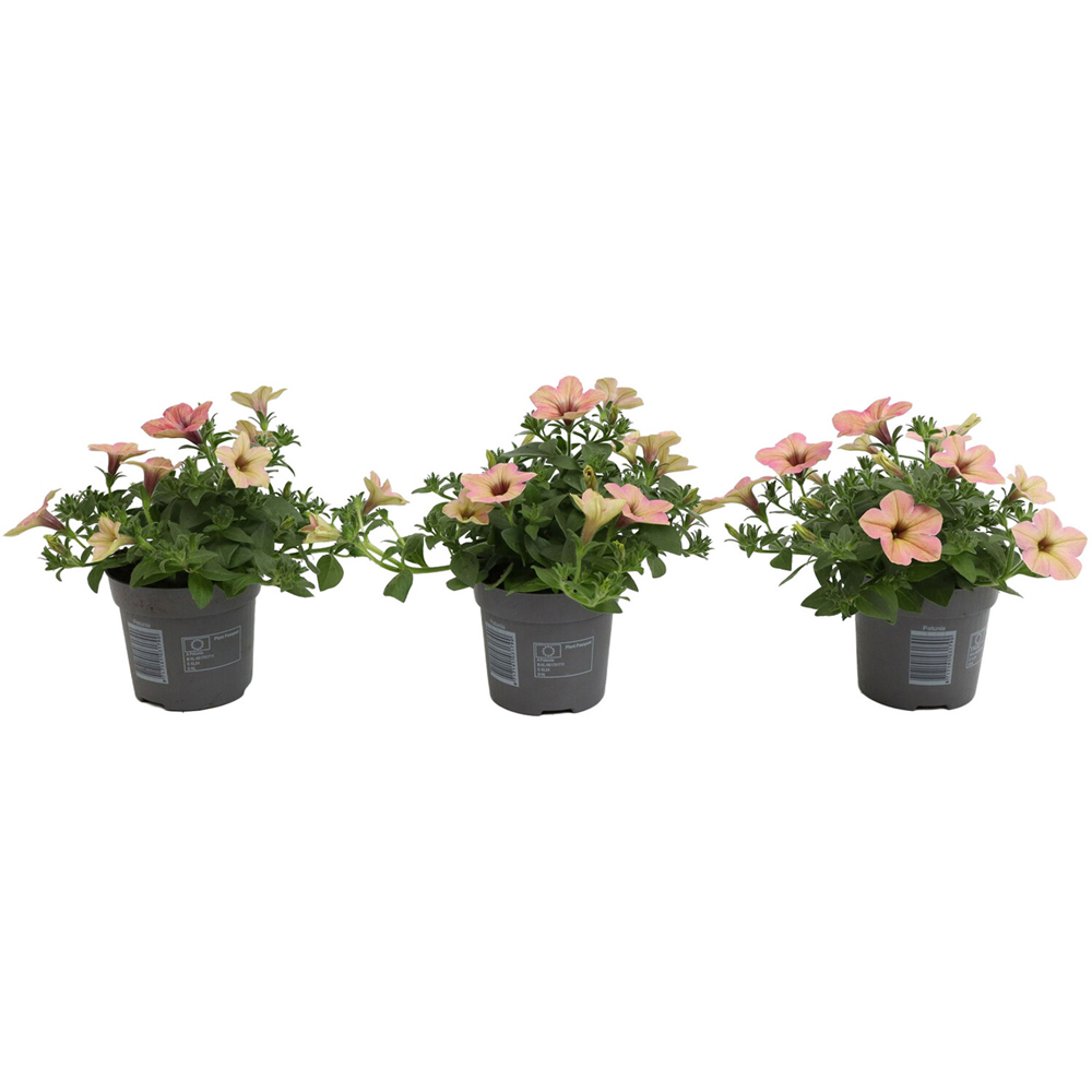 Petunia Tea Flamingo Plant Image