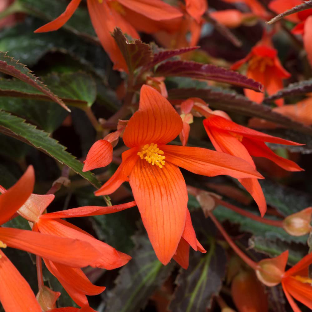 Thompson and Morgan Begonia Bossa Nova Night Fever Papaya Garden Ready Plant 15 Pack Image 1