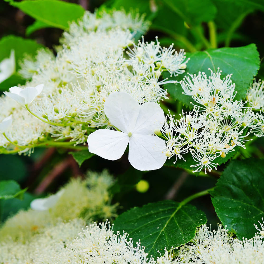 YouGarden Climbing Hydrangea Plant Pot 9cm 3 Pack Image 1