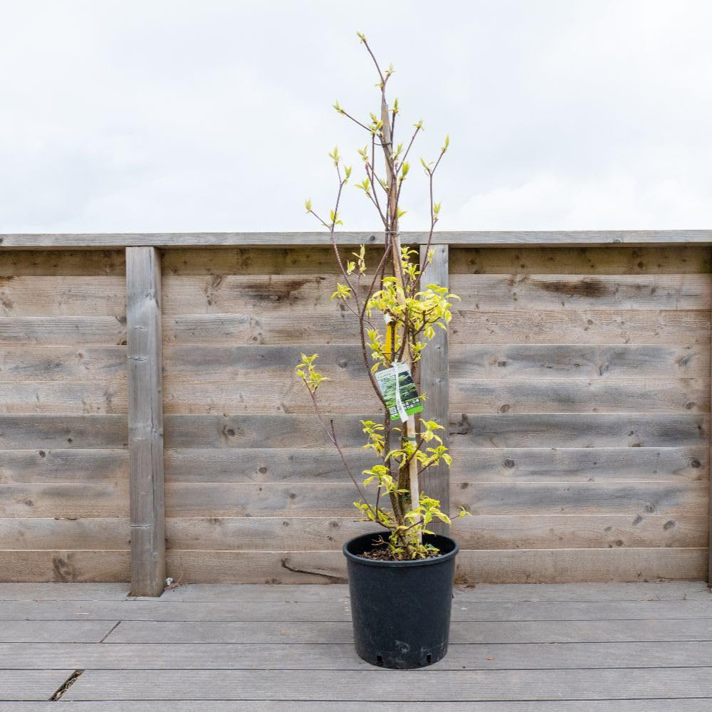 Thompson and Morgan Cornus Controversa Plant Pot 18L Image 2