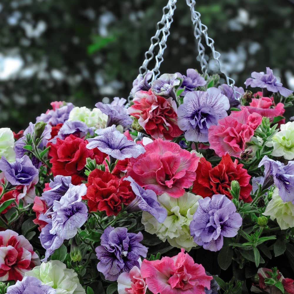 Thompson & Morgan Petunia Frills and Spills Collection in Hanging Basket 35cm Image 2