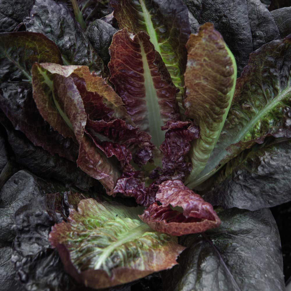 Thompson and Morgan Lettuce Romaine Cos Intred Seeds Image 2