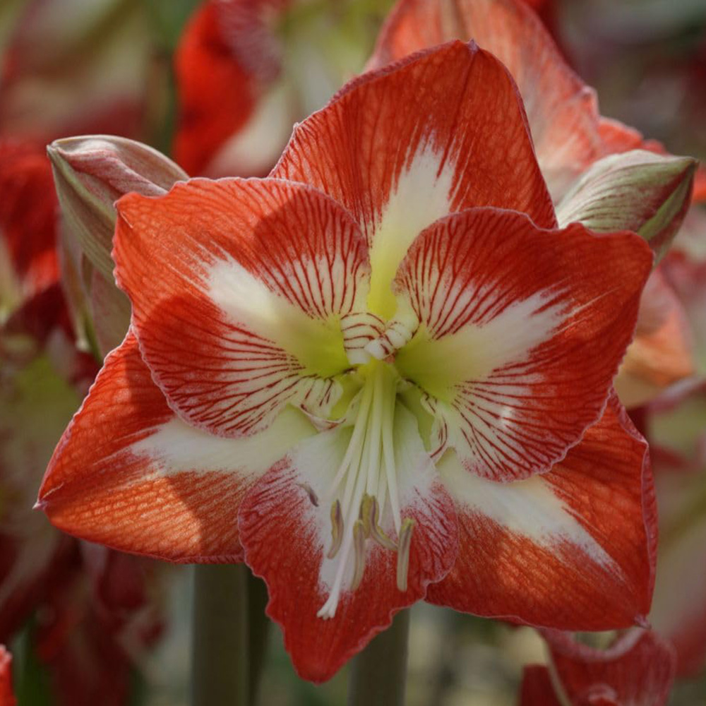 Thompson and Morgan Amaryllis Minerva Planting Bulb 2 Pack Image 1