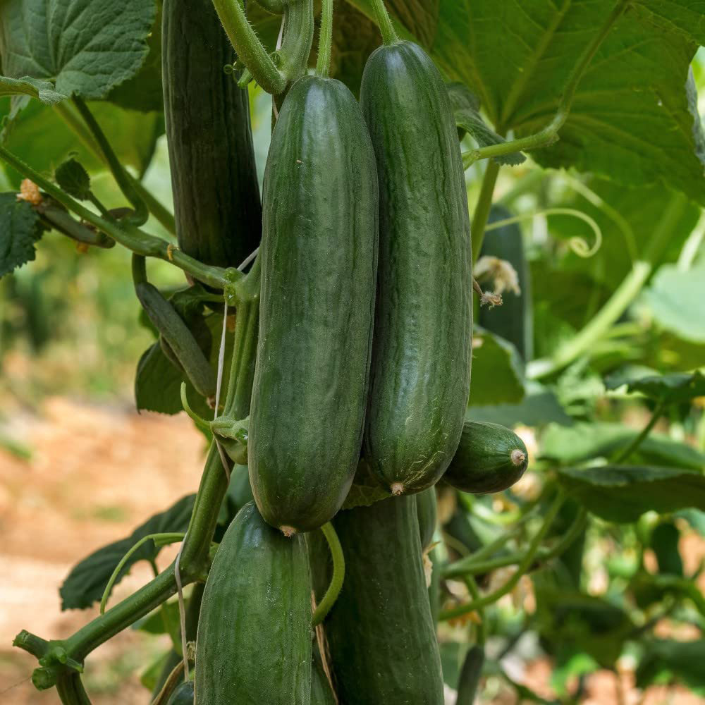 Thompson and Morgan Cucumber Marketmore Seeds Image 1