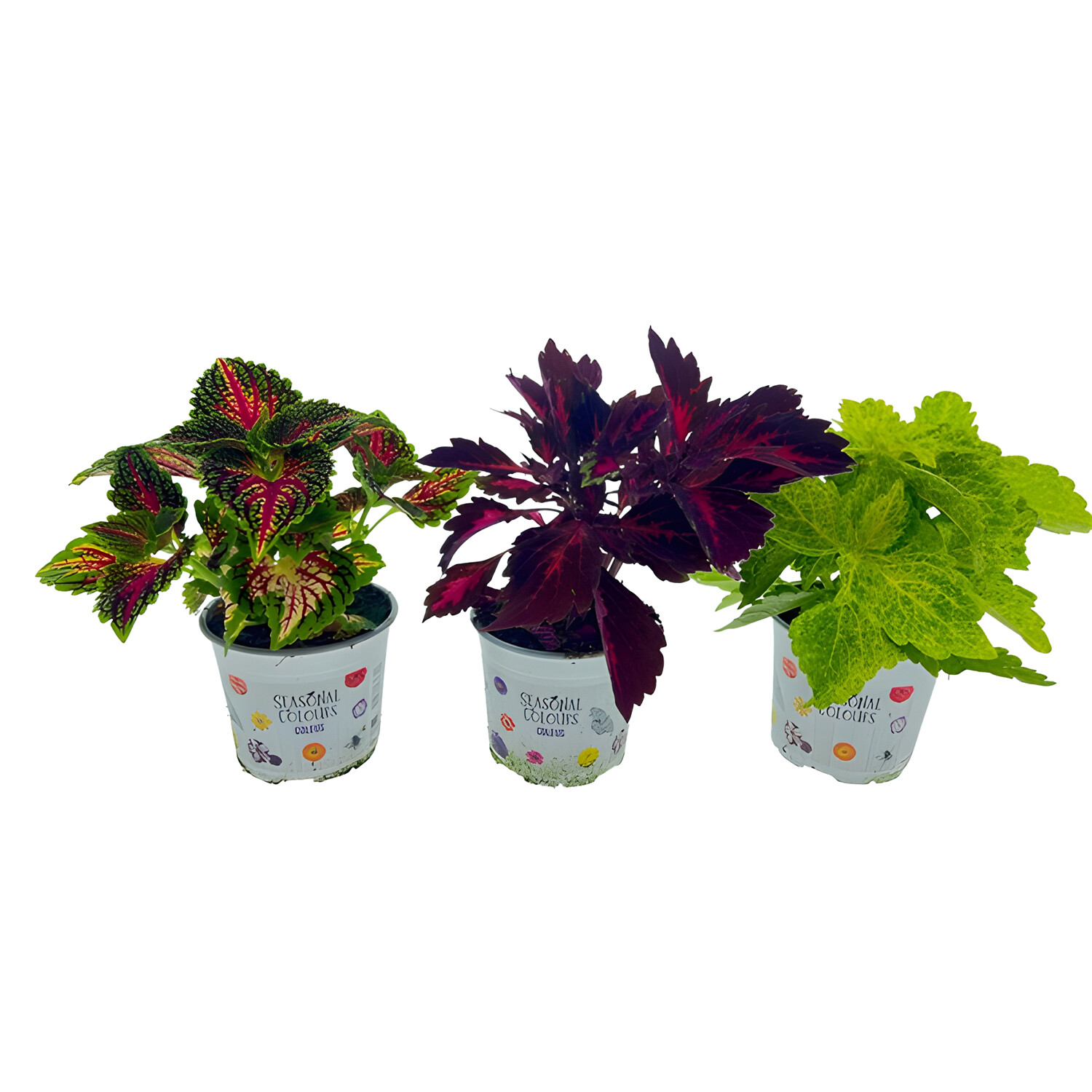 Coleus Seasonal Bedding Image
