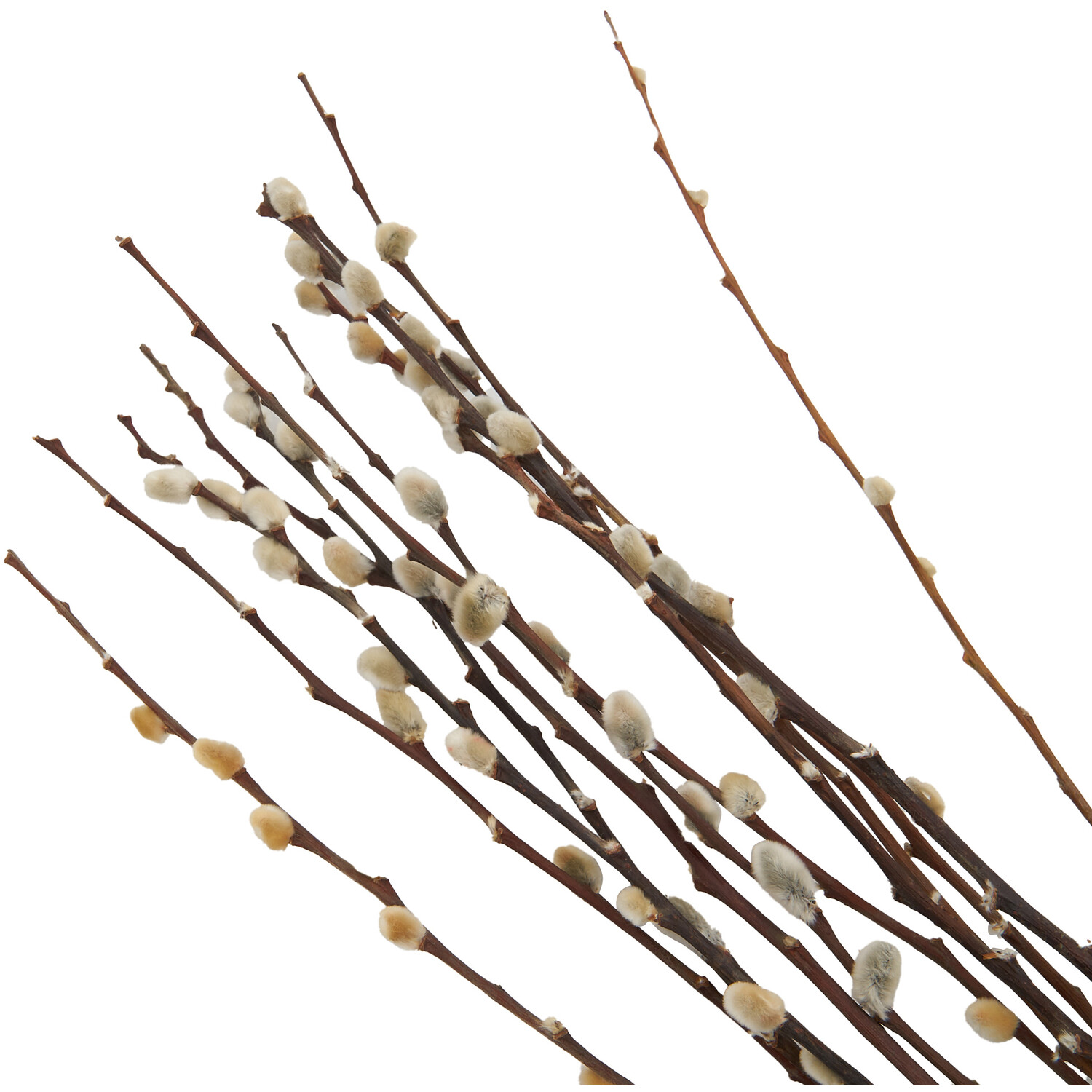 Pussywillow Bouquet - Natural Image 2