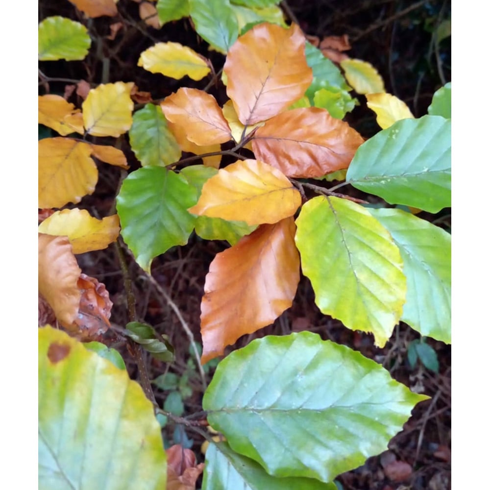 Inspirational Gifting Purple Beech Semi-Evergreen Bare Root Hedge Plant Sapling 30-60cm 5 Pack Image 7