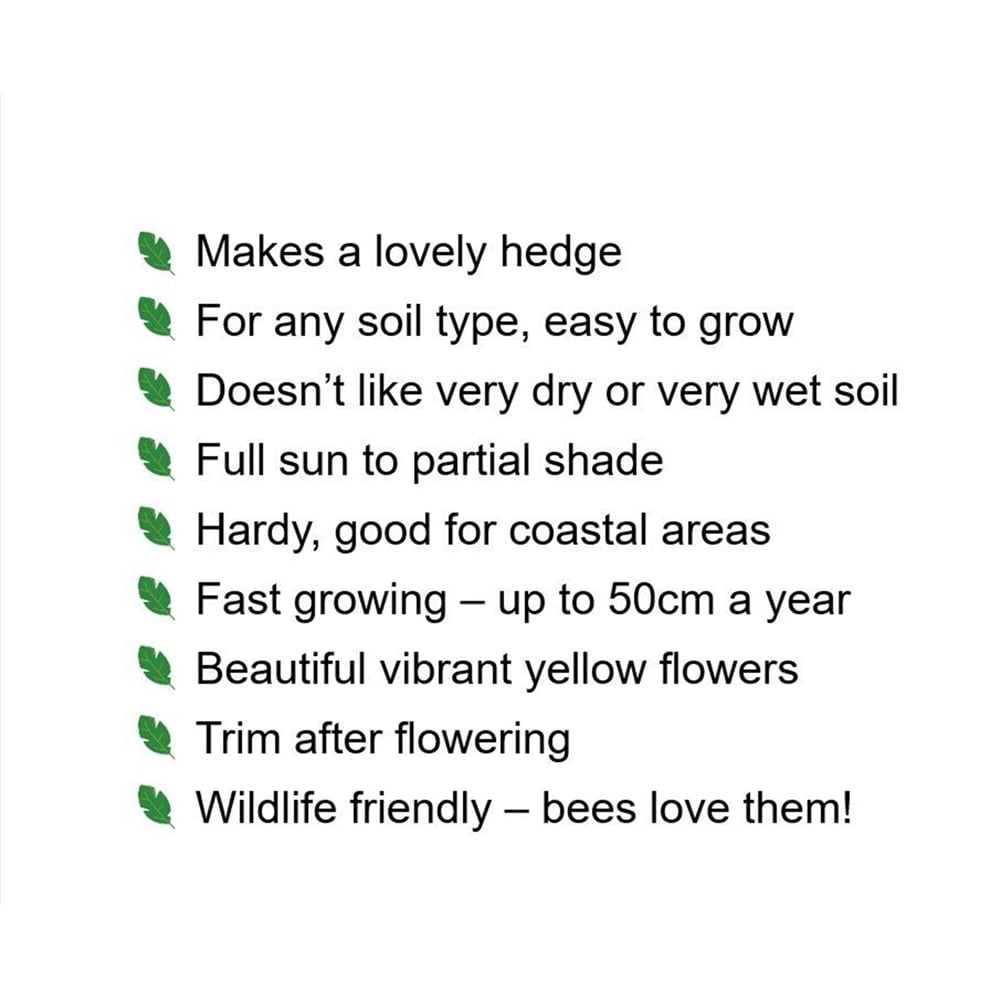 Inspirational Gifting Forsythia Bare Root Hedge Plant Sapling 3ft 20 Pack Image 5