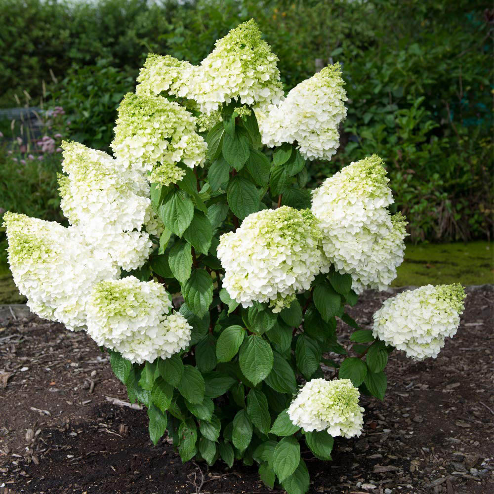 Thompson and Morgan Hydrangea Magical Moonlight Plant Pot 9cm Image 4