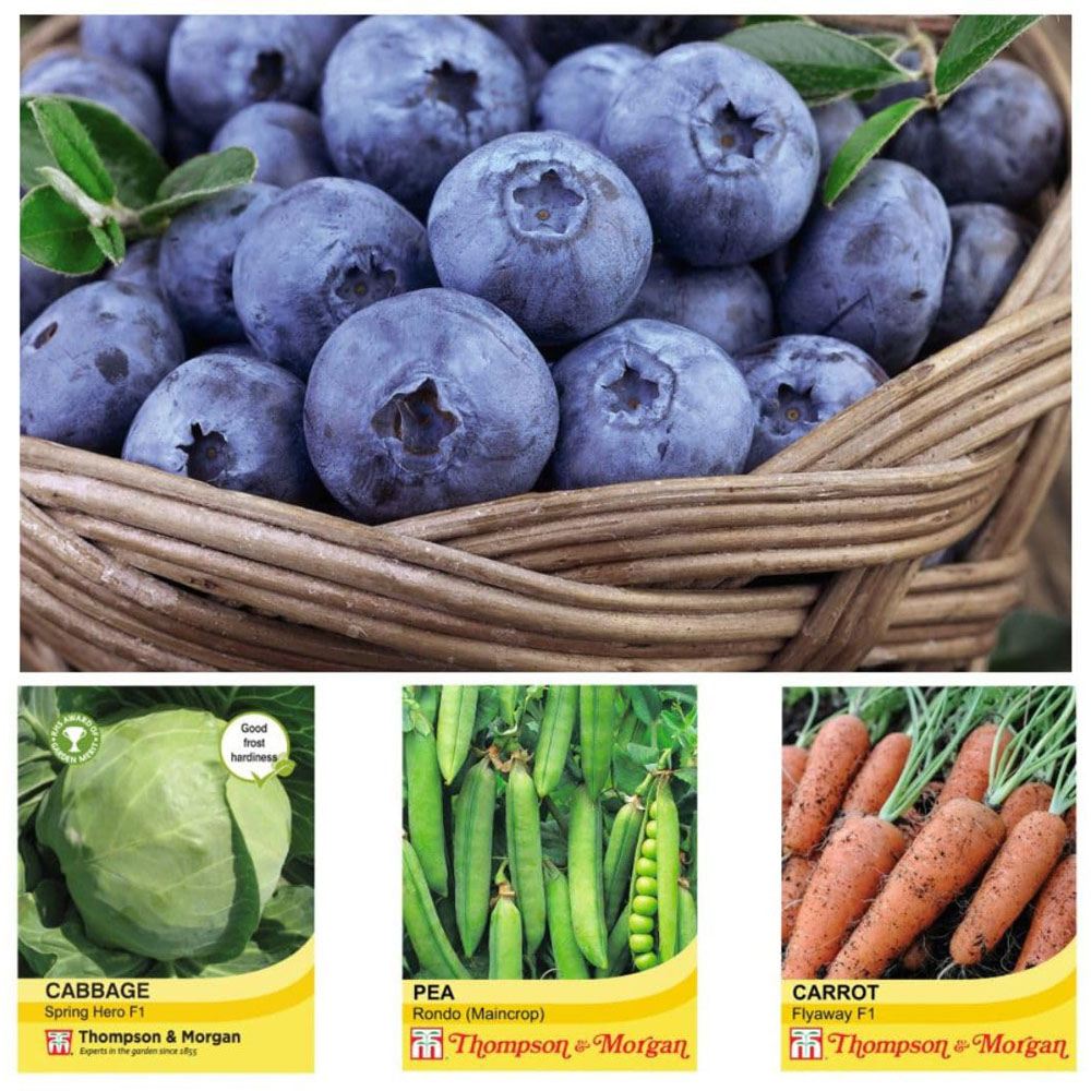 Thompson and Morgan Vaccinium Blueberry Plant Pot 9cm 3 Pack with Seed Packet 5 Pack Image 3