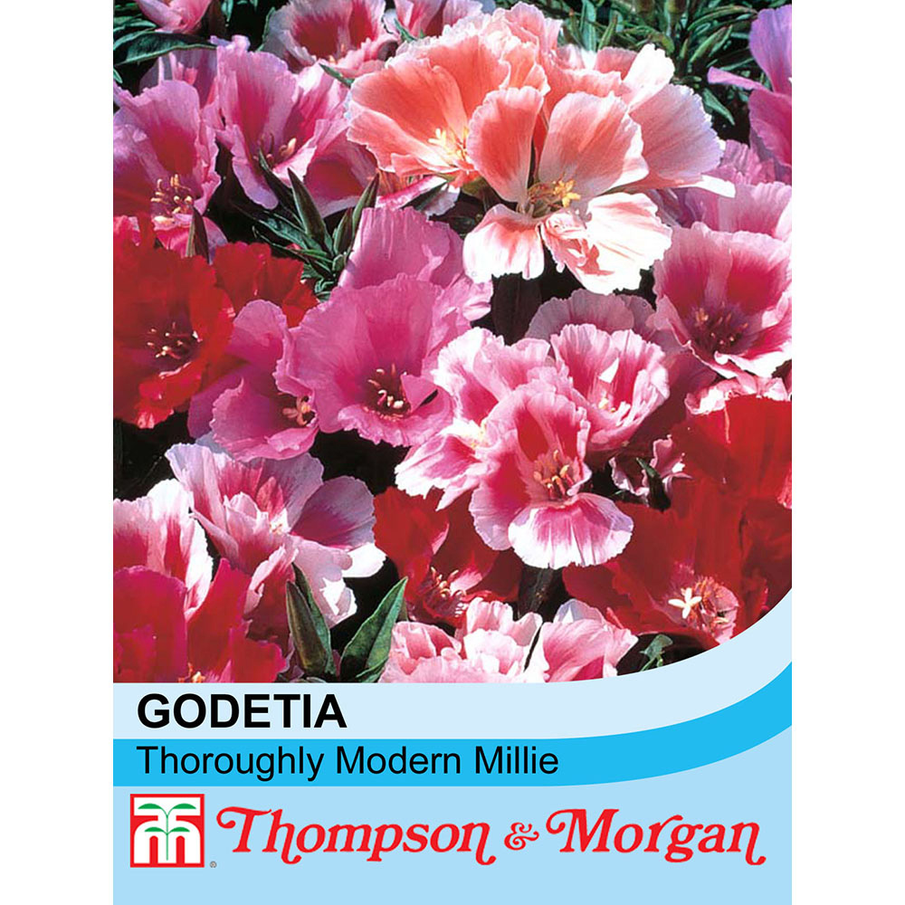 Thompson & Morgan Godetia Thoroughly Modern Millie Seed Packet Image 2