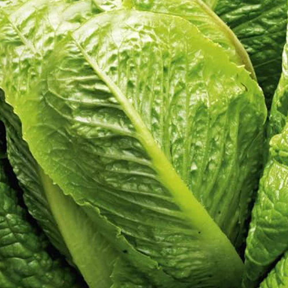 Thompson & Morgan Lettuce Seeds Cosberg Sweet Success Seeds Image 1