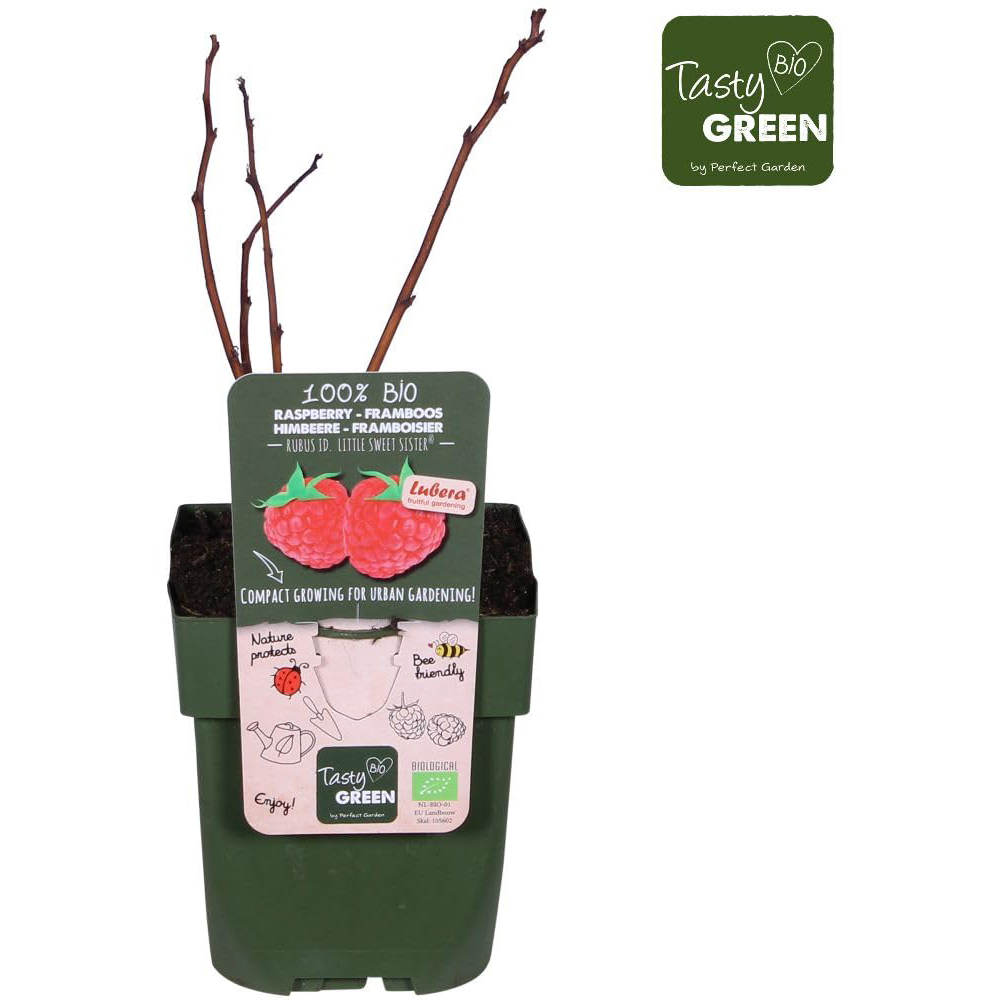 Thompson and Morgan Rubus Ideaus Little Sweet Sister Plant Pot 3L Image 2