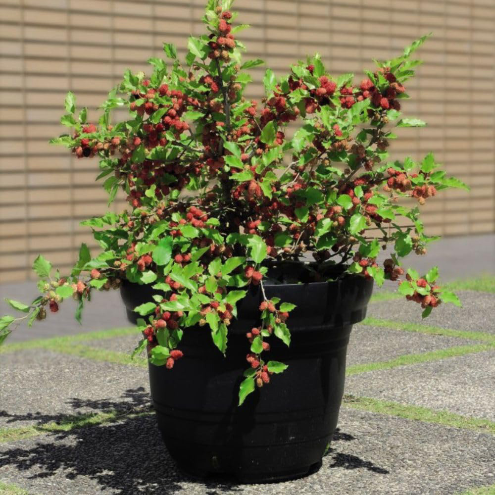 Thompson & Morgan Mulberry Morus Charlotte Russe Potted Plant 7cm 3 Pack Image 5
