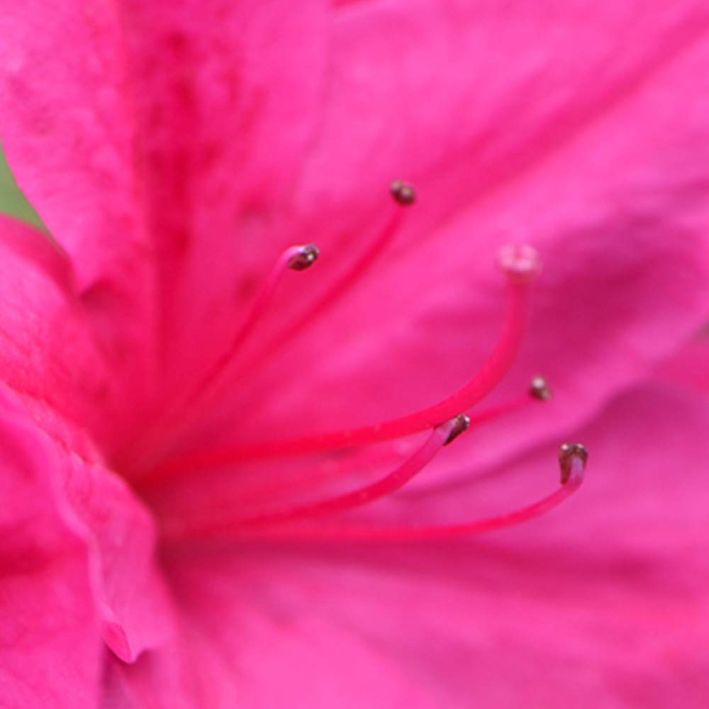 Thompson and Morgan Azalea Dwarf Pink Plant Pot 9cm Image 2