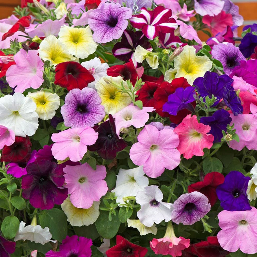 Thompson and Morgan Petunia Easy Wave Ultimate Mixed Garden Ready Plant 30 Pack Image 4