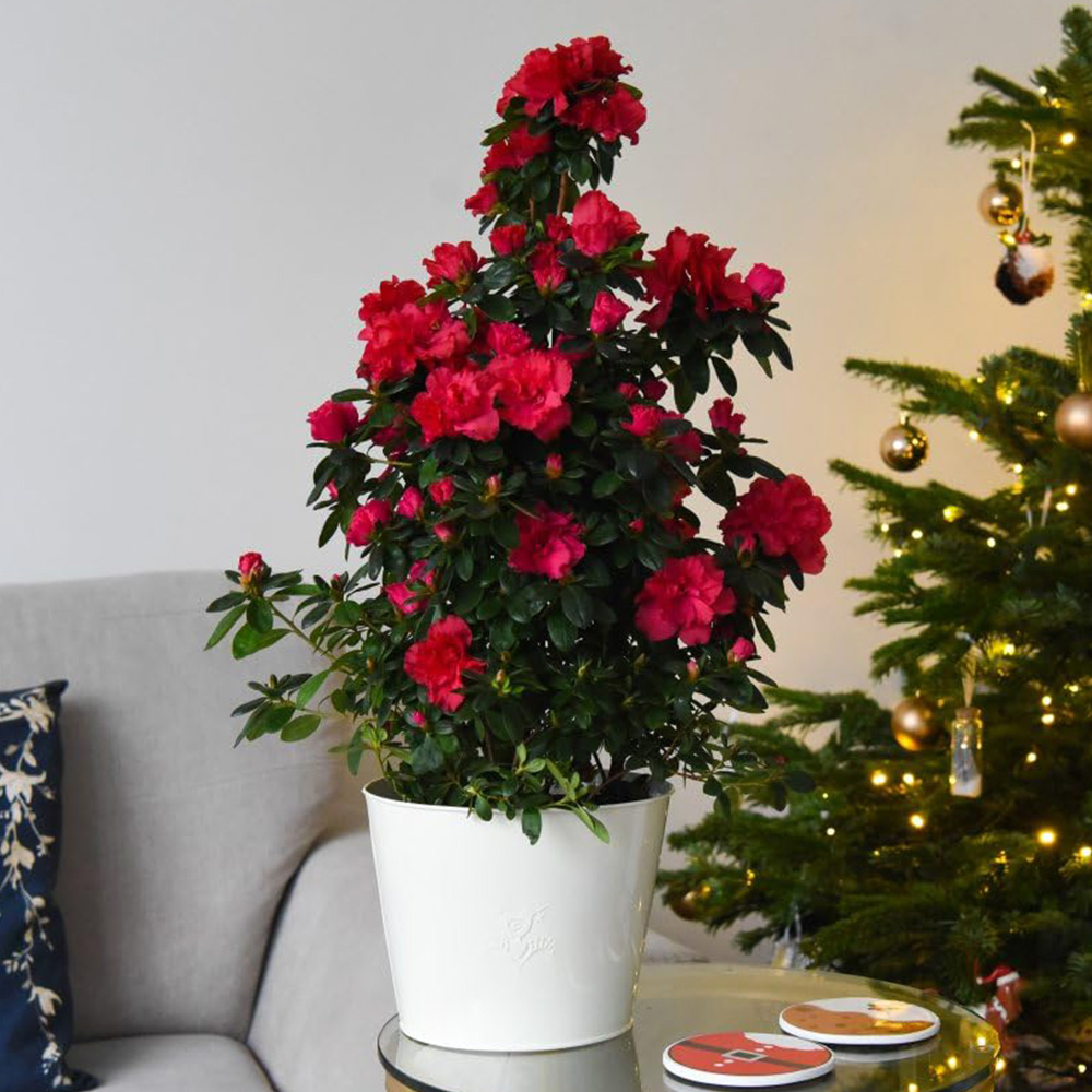 Thompson and Morgan Christmas Gift Azalea Red Pyramid Tree Plant Pot 17cm Image 1