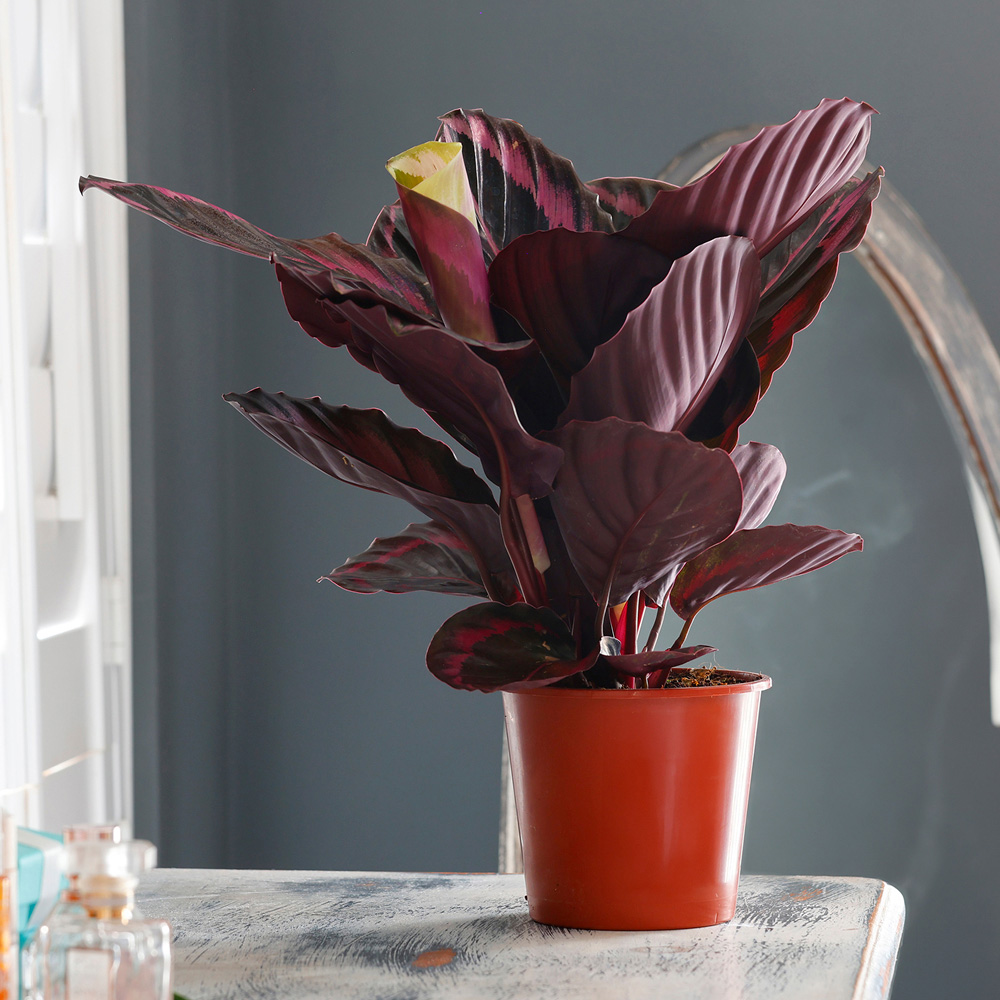 YouGarden Calathea Surprise Star Rose Painted Prayer Plant Pot 14cm Image 1