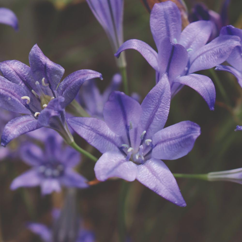 Thompson and Morgan Summer Saver Mix Planting Bulb 220 Pack Image 5