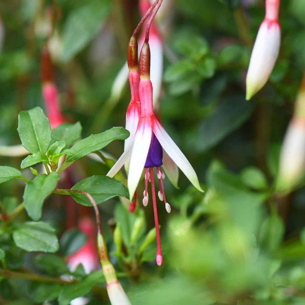 Thompson and Morgan Fuchsia Magellanica Arauco Plant Pot 2L Image 1