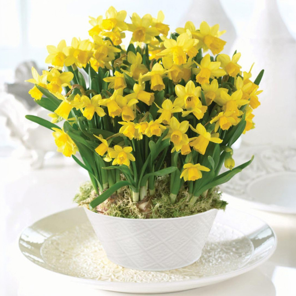 Thompson and Morgan Christmas Gift Narcissus Tete A Tete Plant in Bowl 17cm Image 1