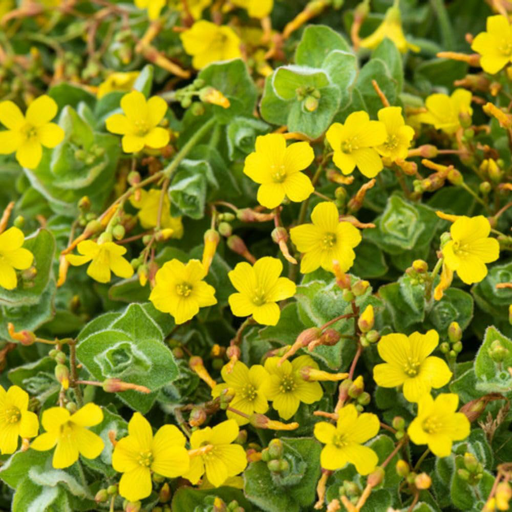 Thompson and Morgan Hypericum Elodes Plant Pot 9cm Image 6