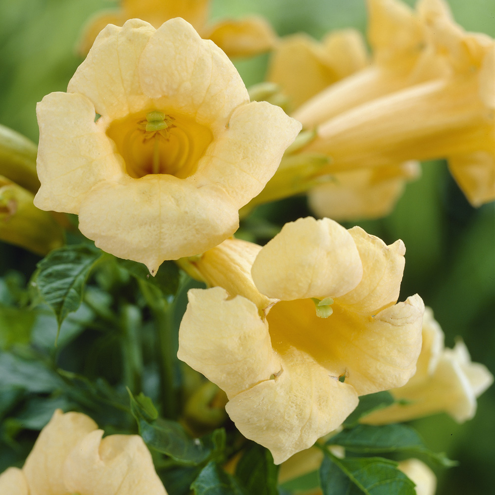 YouGarden Campsis Trumpet Vine Collection Plant Pot 2L 3 Pack Image 2