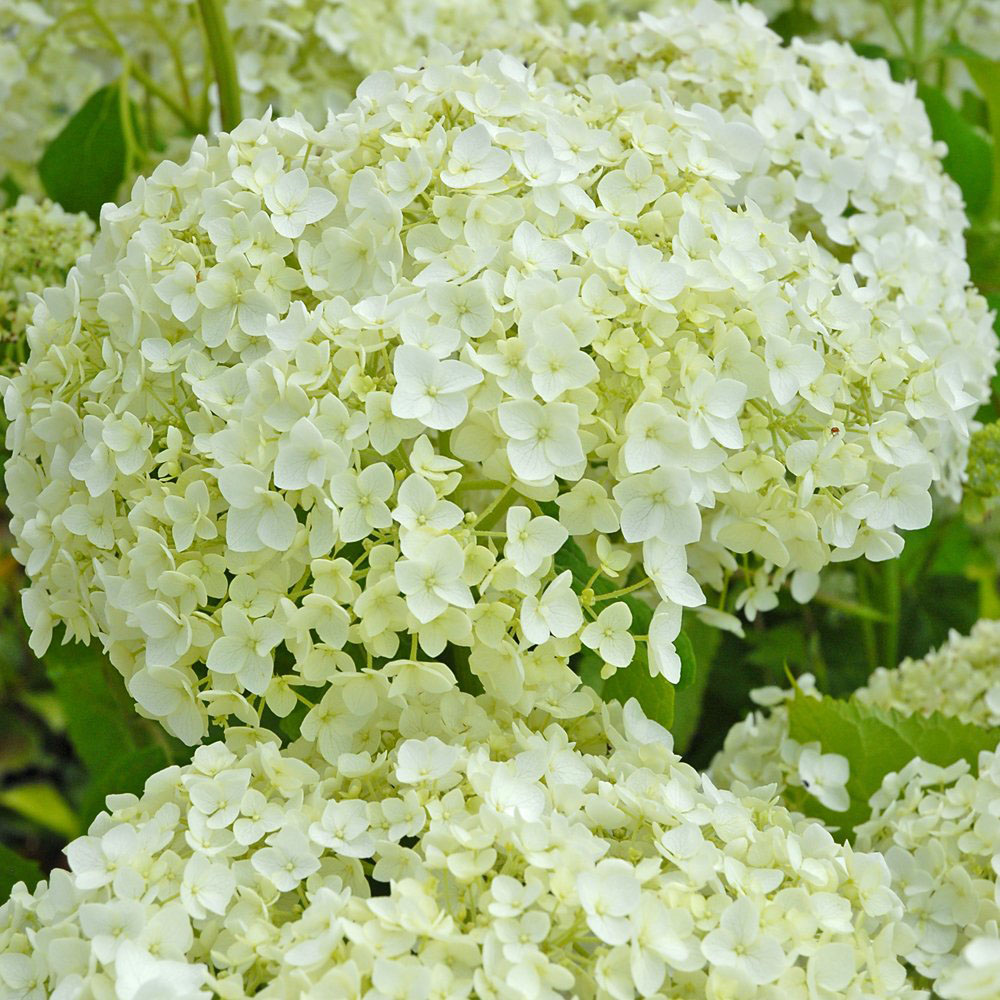Thompson and Morgan Hydrangea Annabelle Plant Pot 12L 2 Pack Image 1