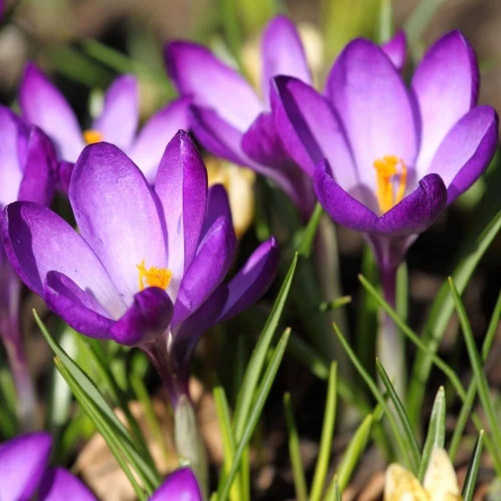 Thompson and Morgan Crocus Ruby Giant Planting Bulb 80 Pack Image 4