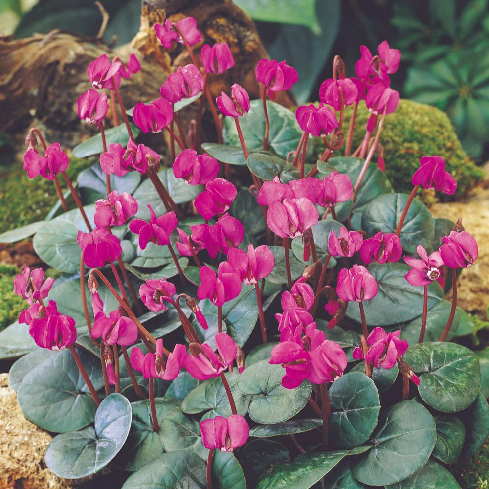Thompson and Morgan Cyclamen Coum Rubrum Bulbs 4 Pack Image