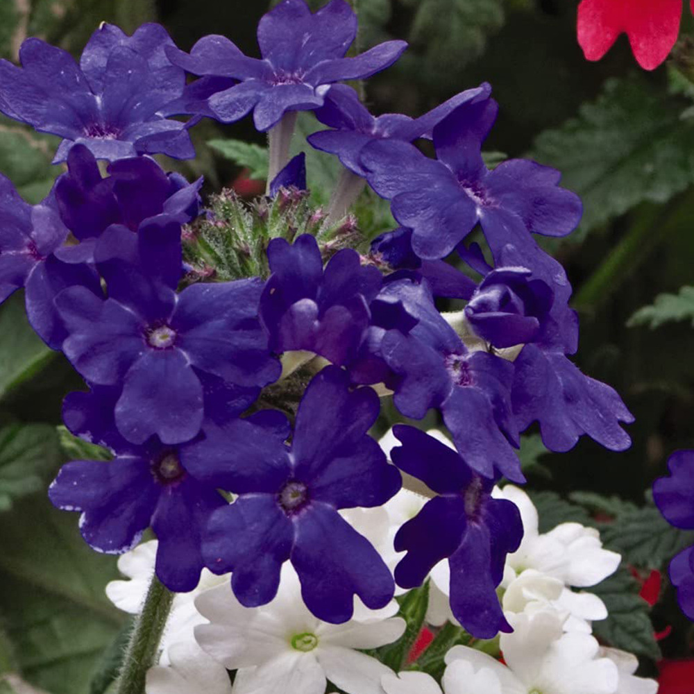 Thompson and Morgan Verbena Union Jack Garden Ready Plant 15 Pack Image 5