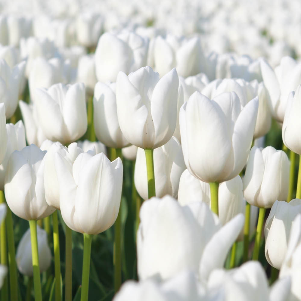 YouGarden Triumph White Tulip Planting Bulb 30 Pack Image 2